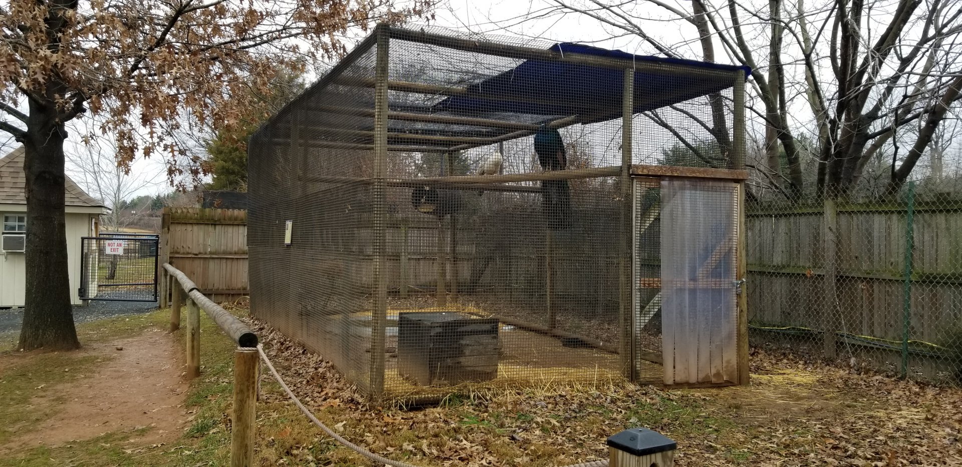 Roer's Zoofari - indian peafowl