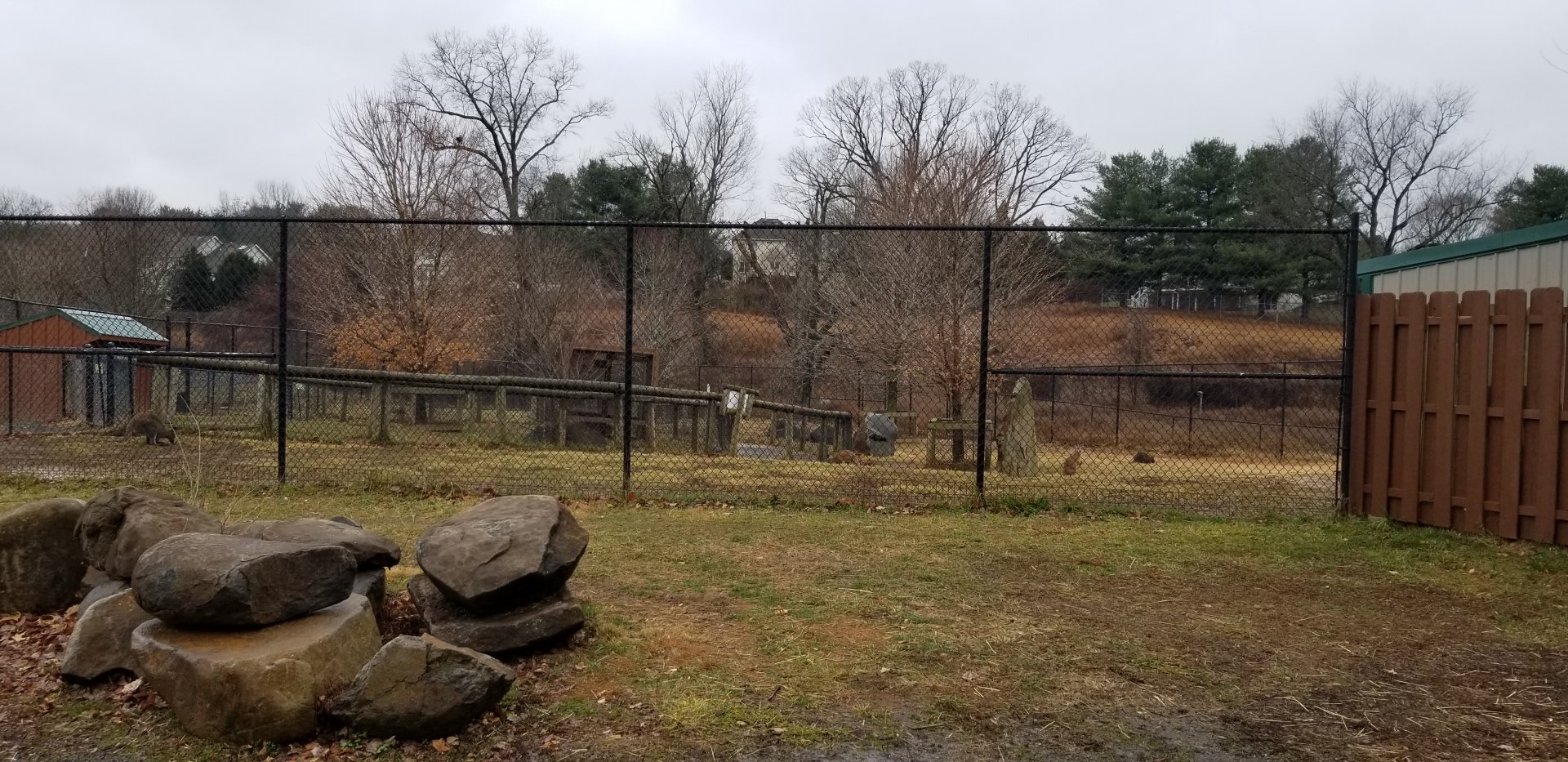 Roer's Zoofari - "kangaroo yard"