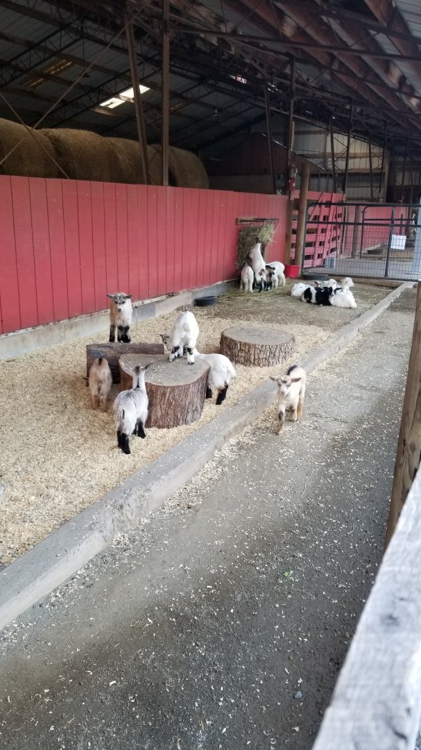 Roer's Zoofari - Kids, fallow deer