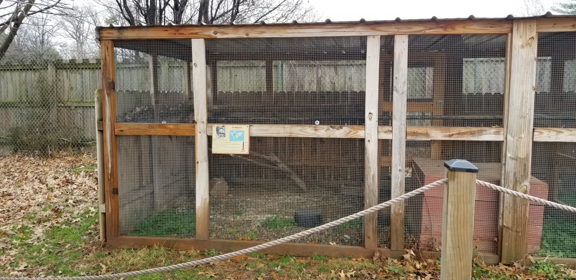 Roer's Zoofari - kookaburra