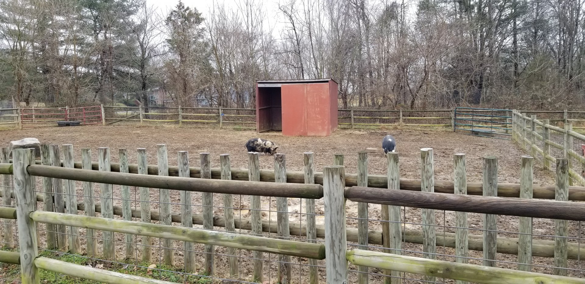 Roer's Zoofari - kune kune pigs