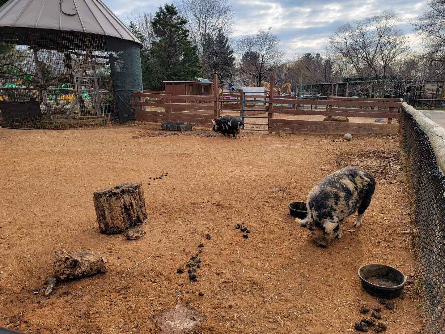 Roer's Zoofari - Kunekune pigs