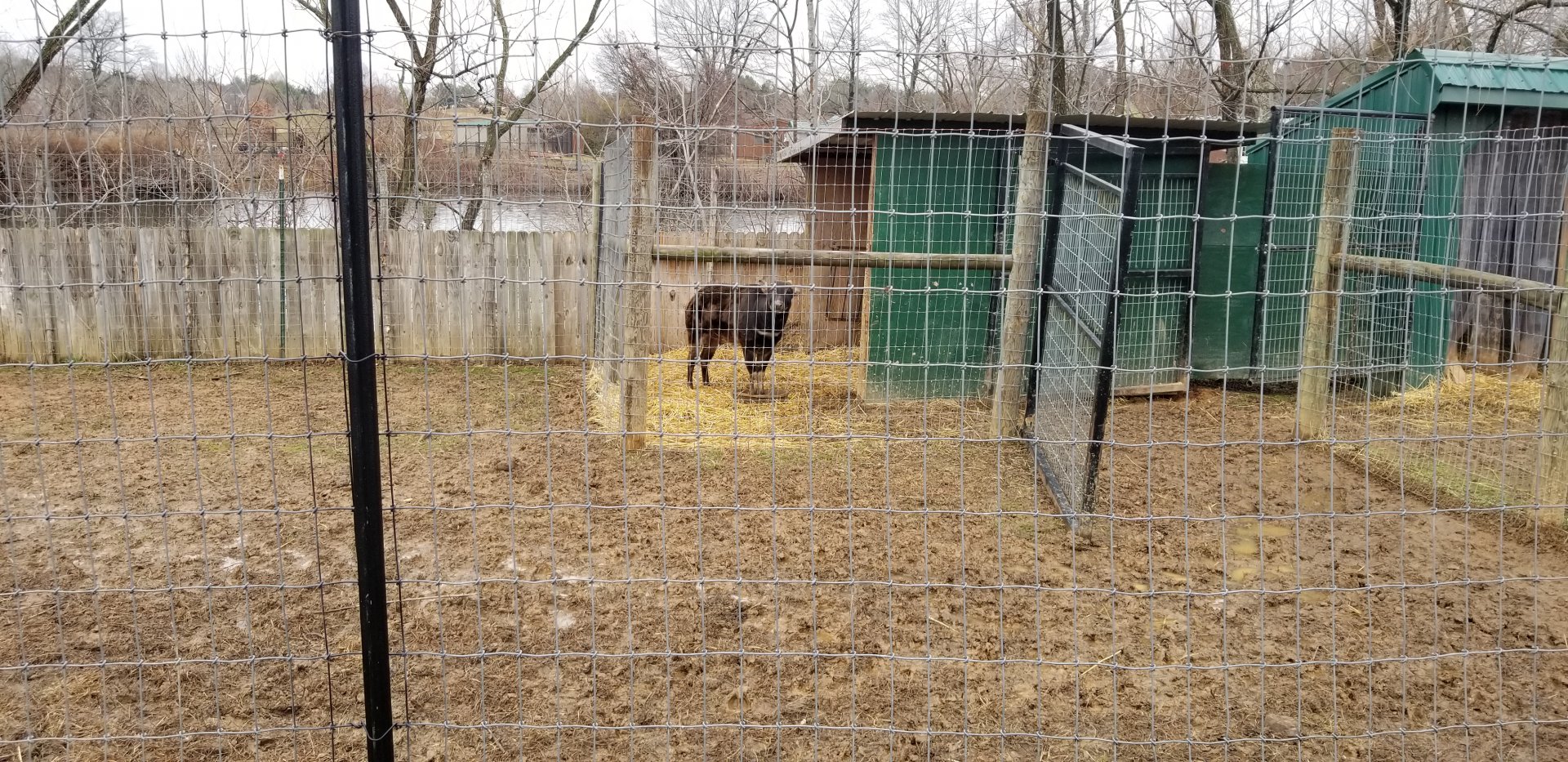 Roer's Zoofari - lowland anoa