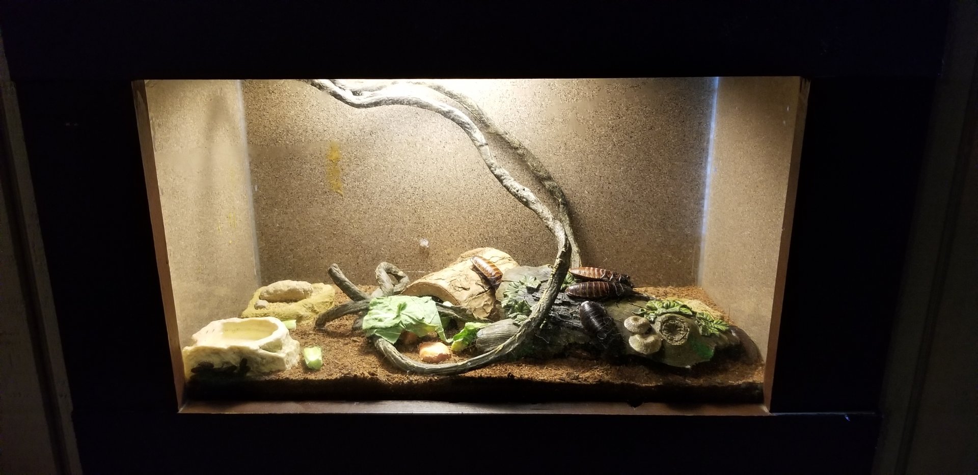 Roer's Zoofari - madagascar hissing cockroach