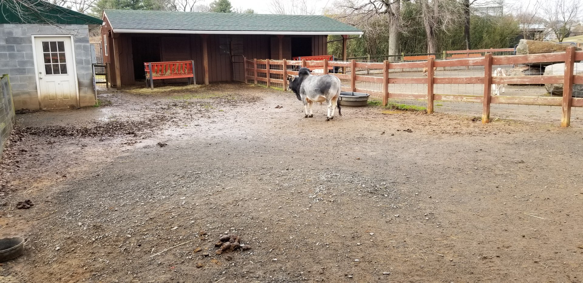 Roer's Zoofari - mini zebu