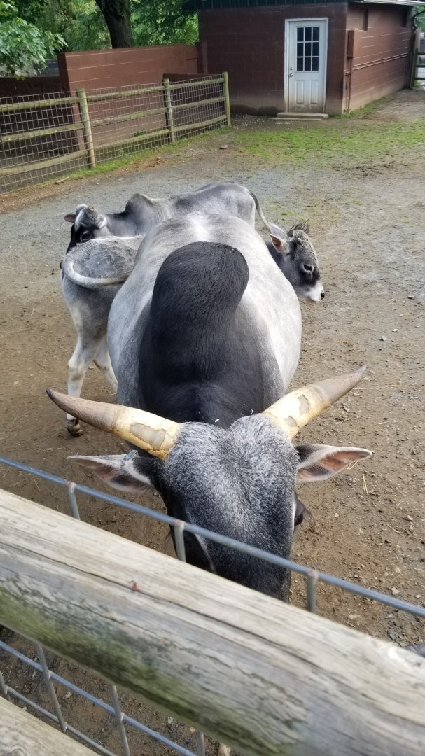 Roer's Zoofari - Miniature zebu, male, female, calf