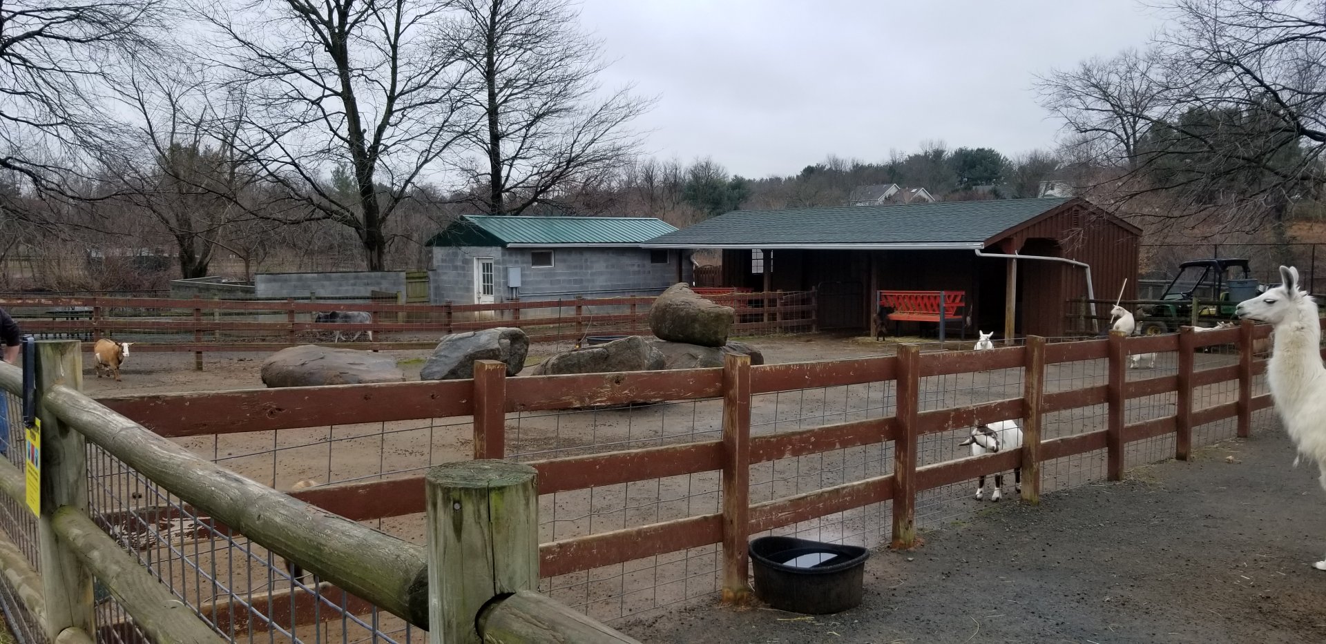 Roer's Zoofari - more goats. there's a lot of goats.