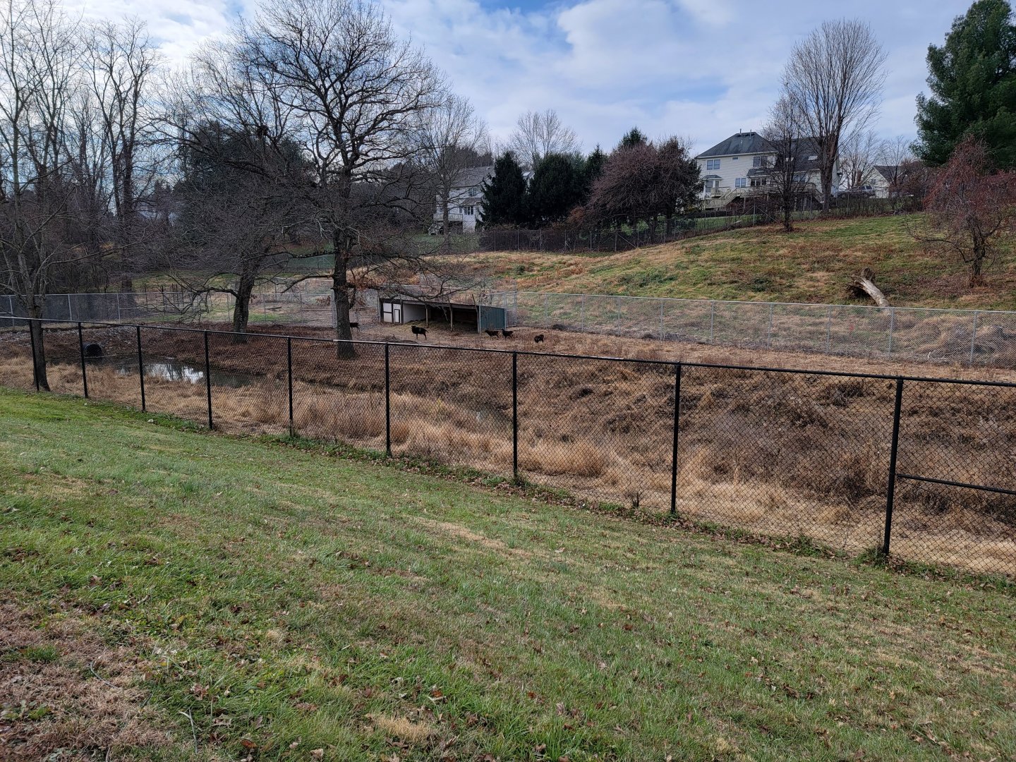 Roer's Zoofari - Mouflon?