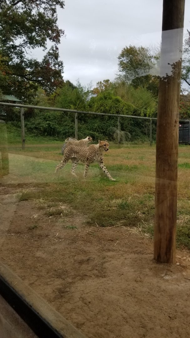 Roer's Zoofari - new cheetahs