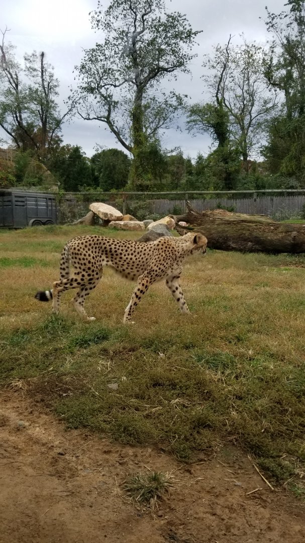 Roer's Zoofari - new cheetahs