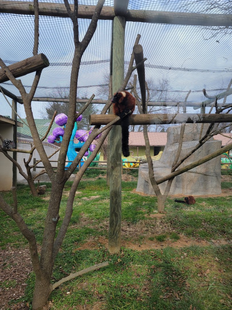 Roer's Zoofari - New lemur exhibit
