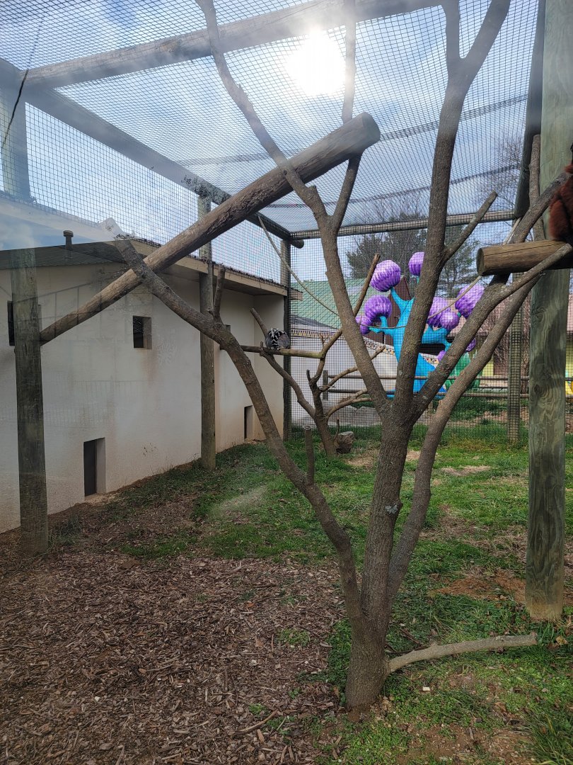 Roer's Zoofari - New lemur exhibit