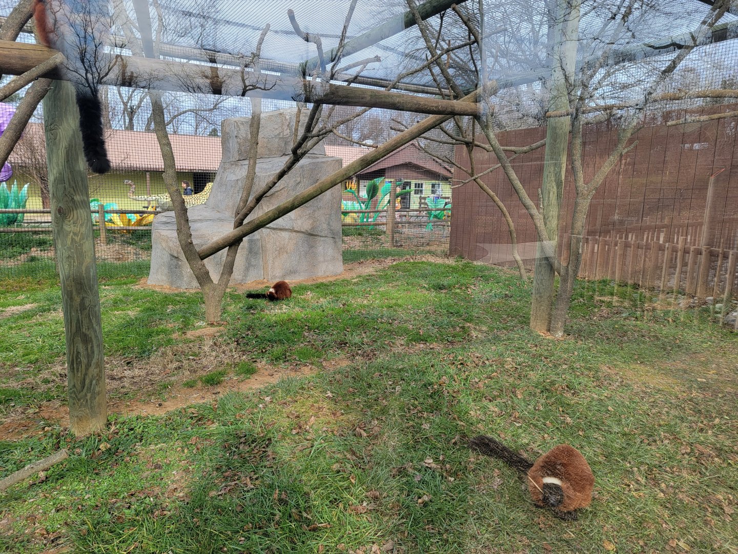 Roer's Zoofari - New lemur exhibit