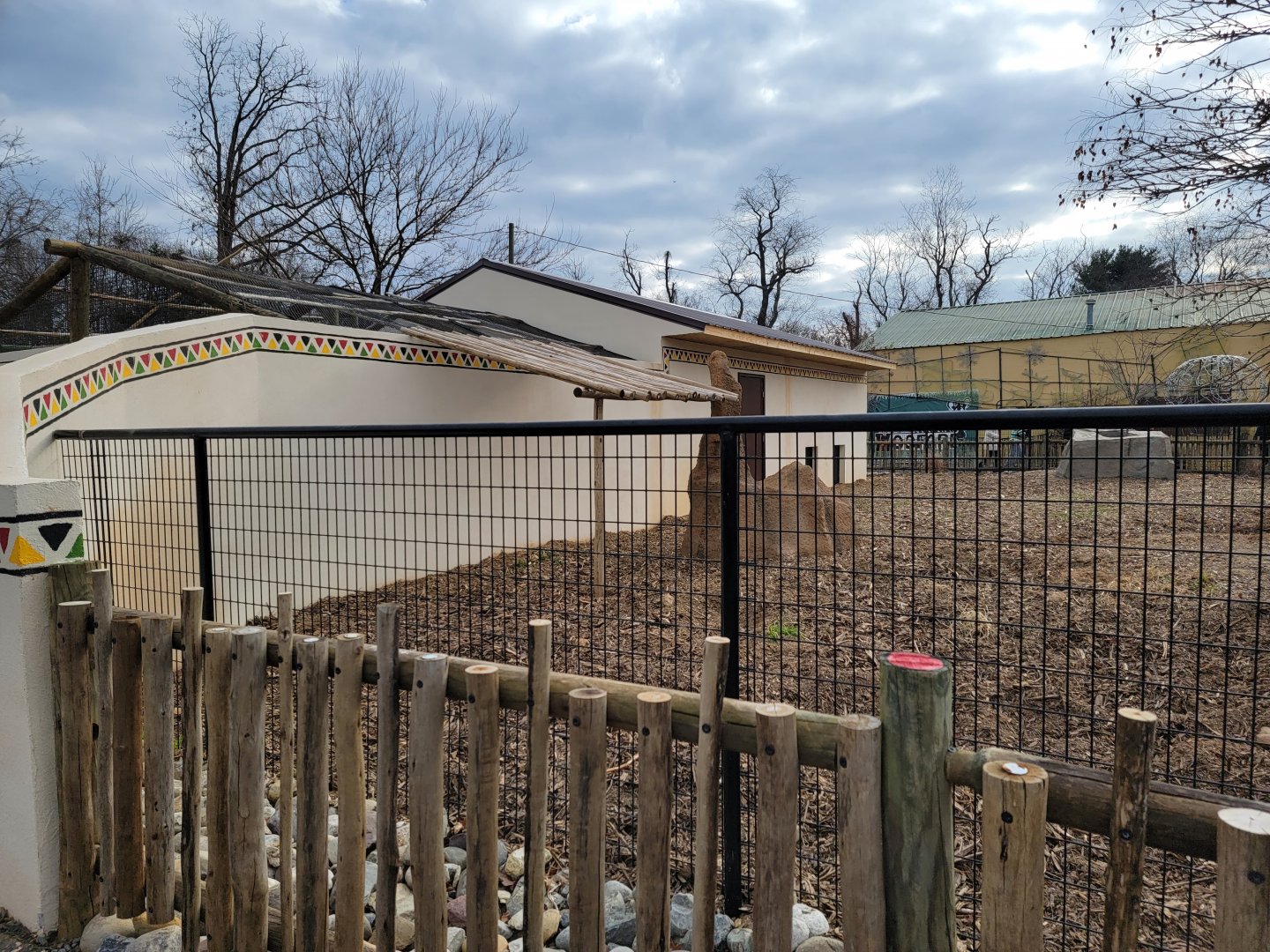 Roer's Zoofari - New red river hog exhibit