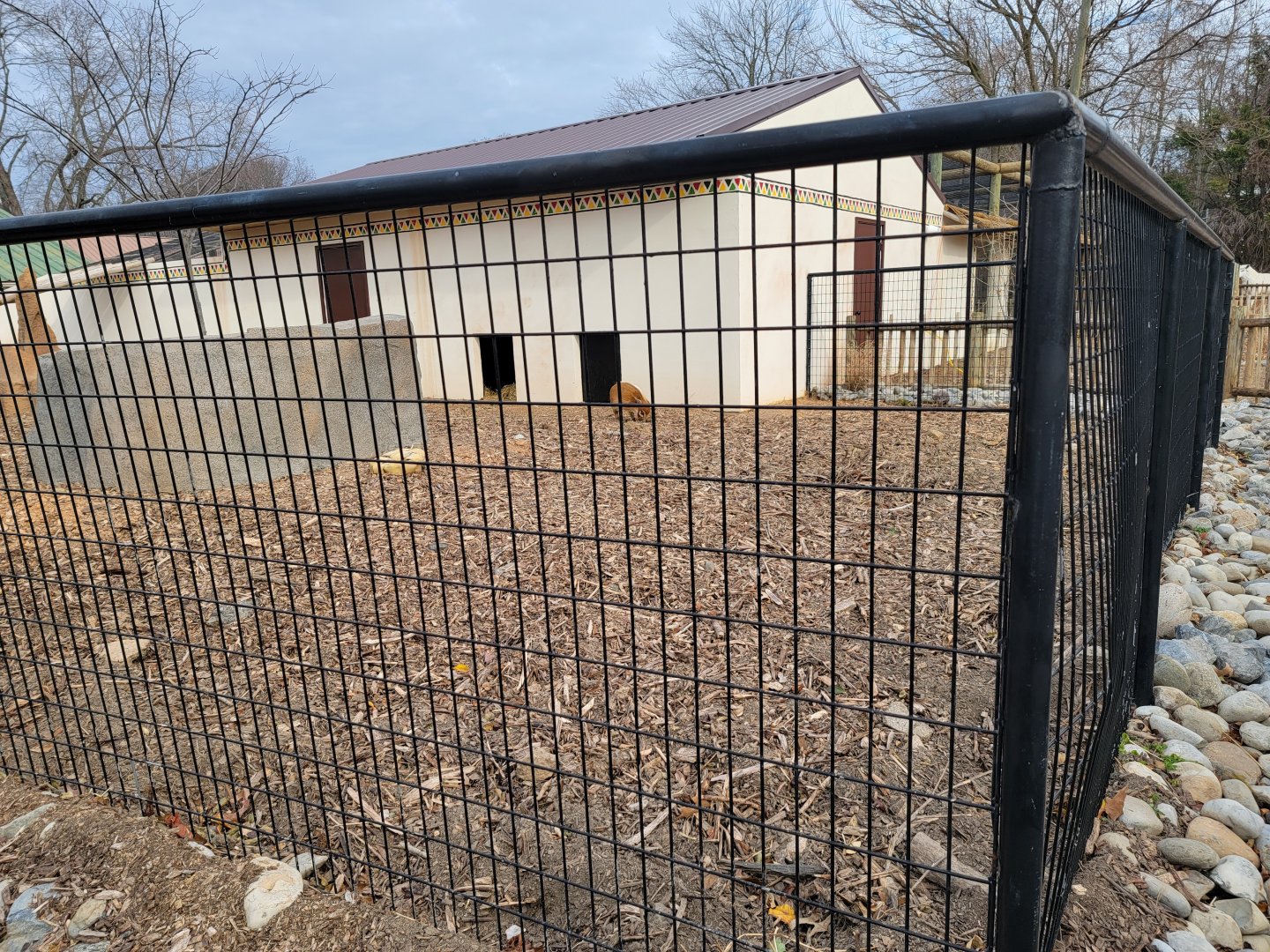 Roer's Zoofari - New red river hog exhibit