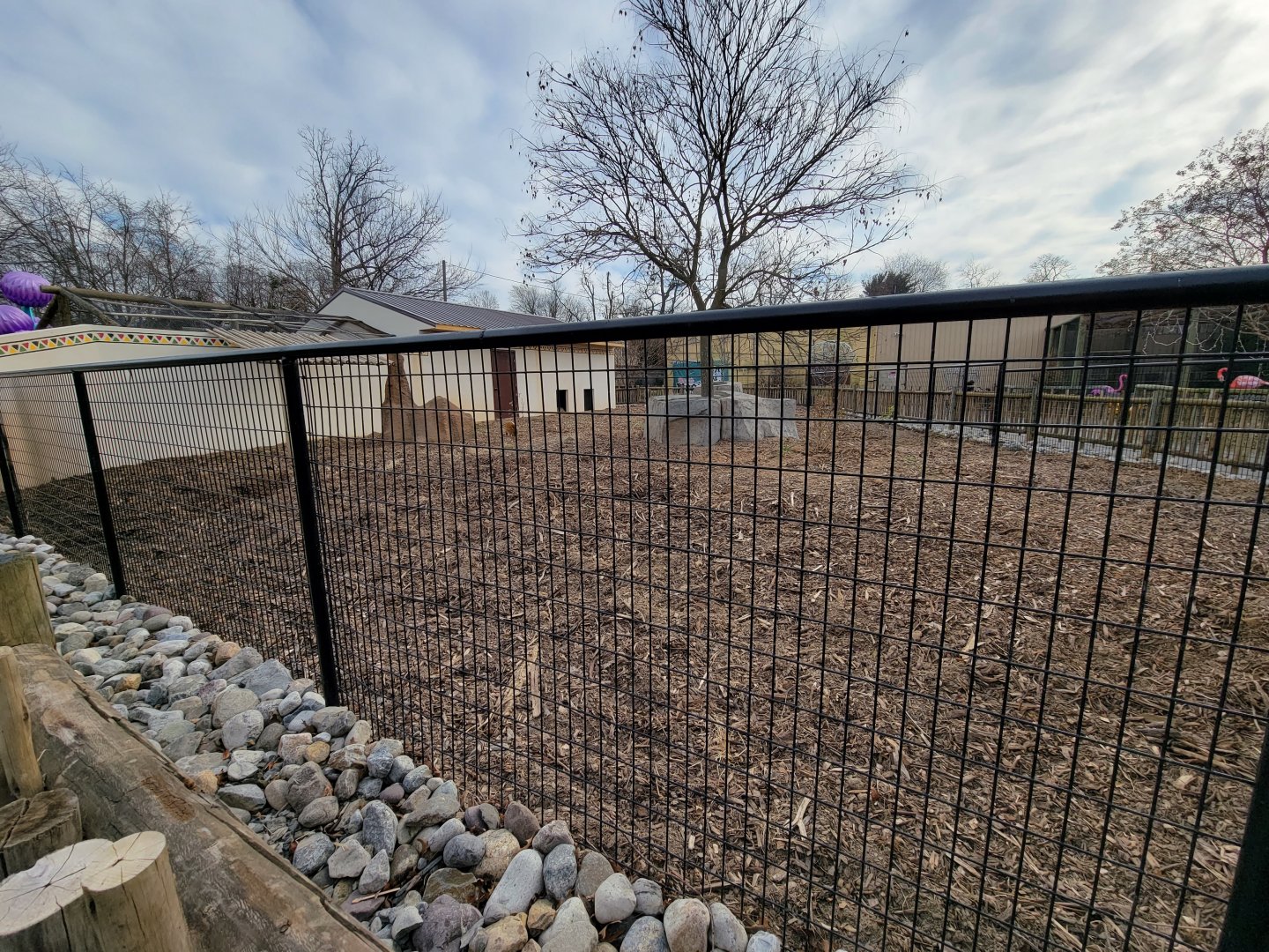 Roer's Zoofari - New red river hog exhibit