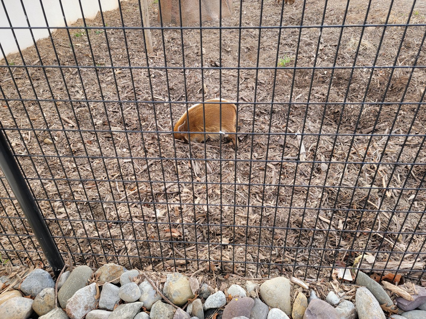 Roer's Zoofari - New red river hog exhibit