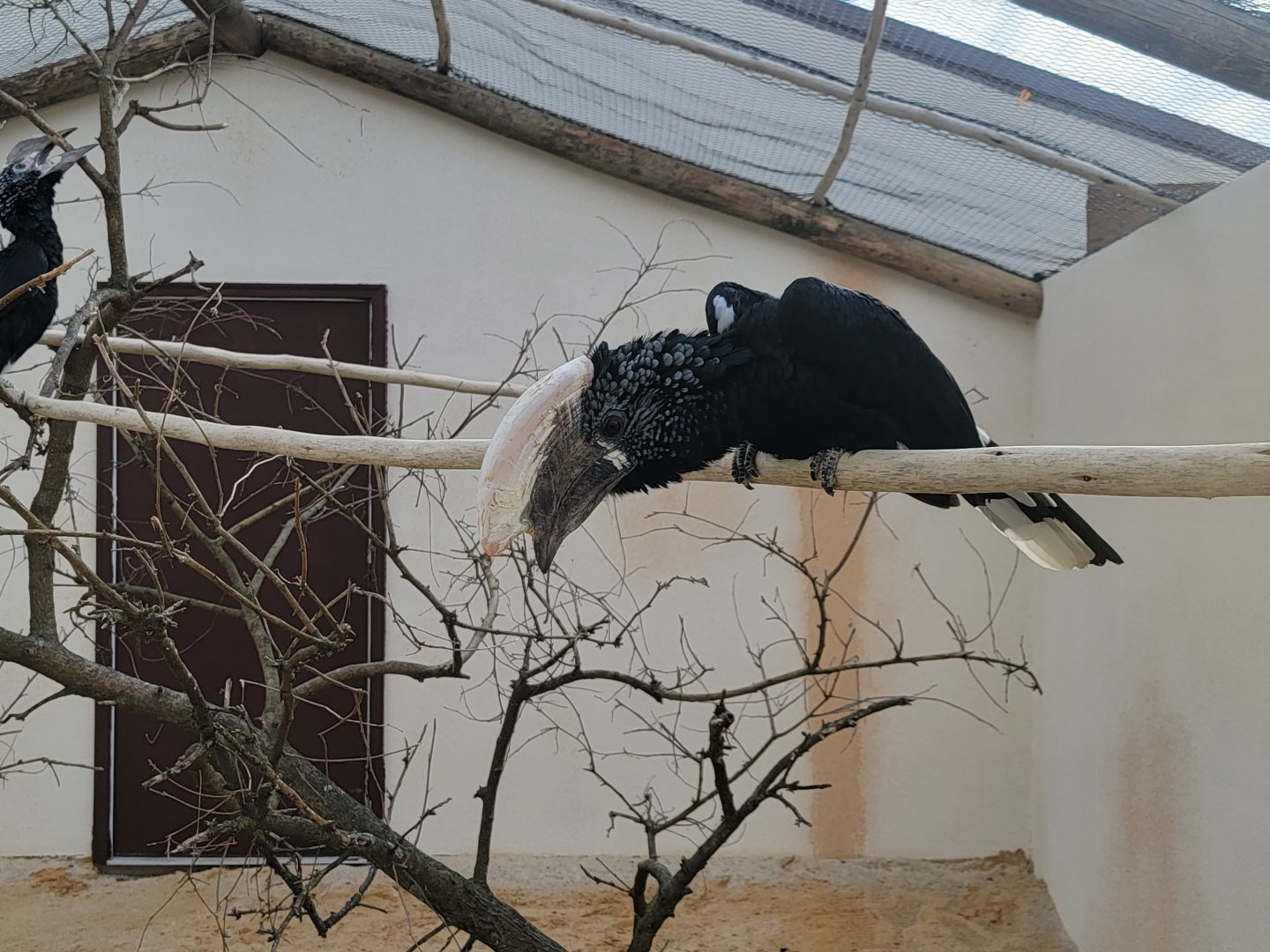 Roer's Zoofari - New silvery-cheeked hornbill exhibit