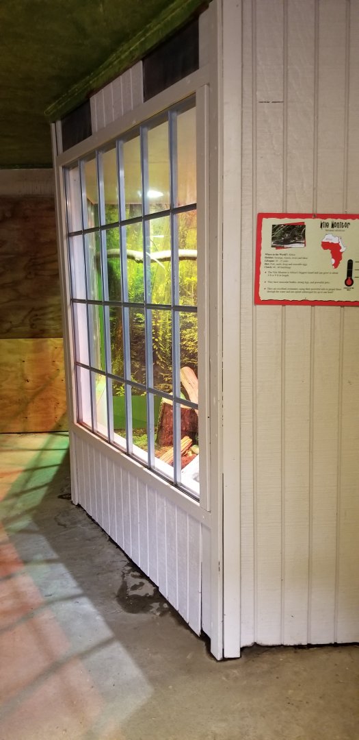 Roer's Zoofari - nile monitor