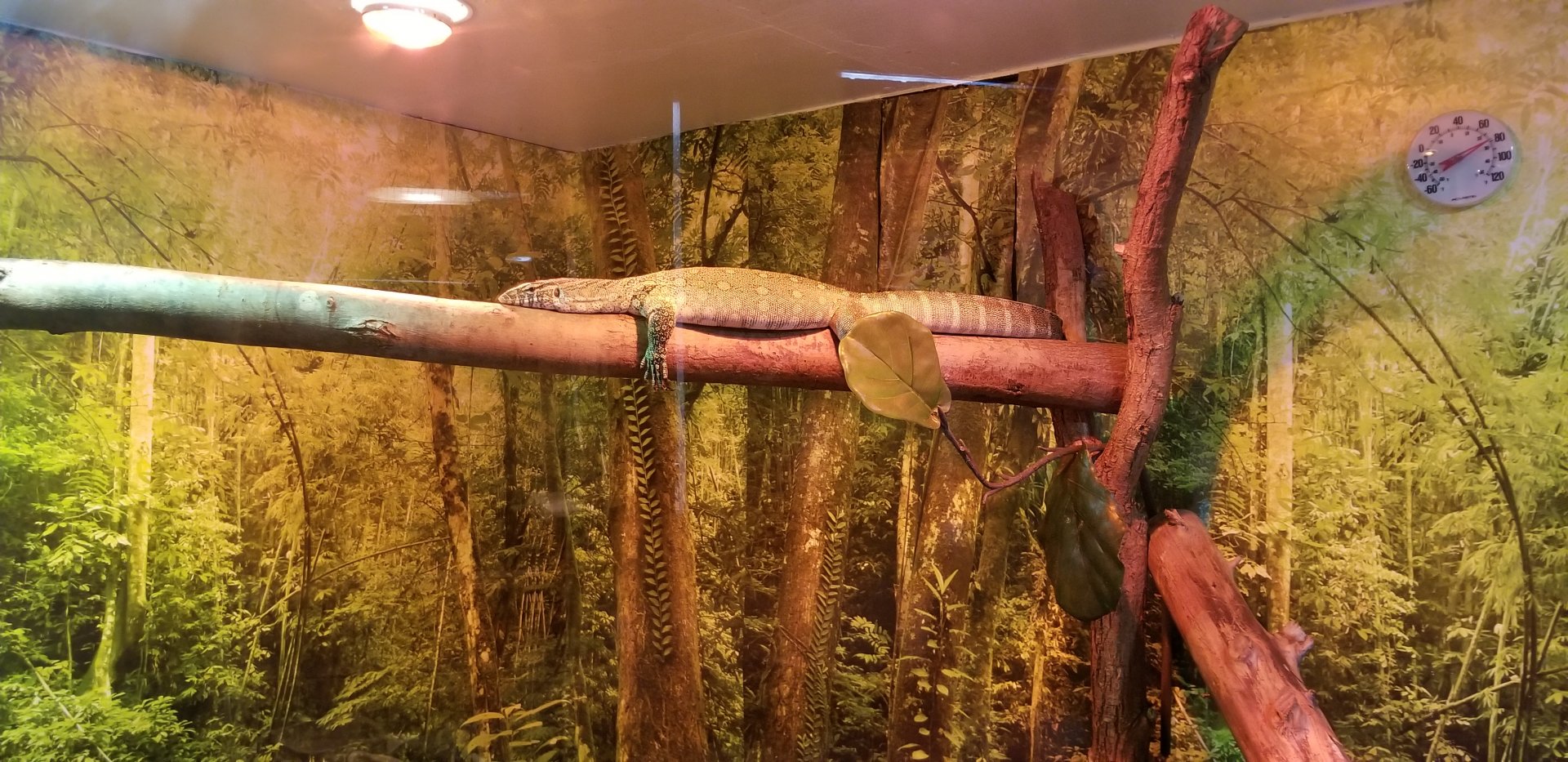 Roer's Zoofari - nile monitor