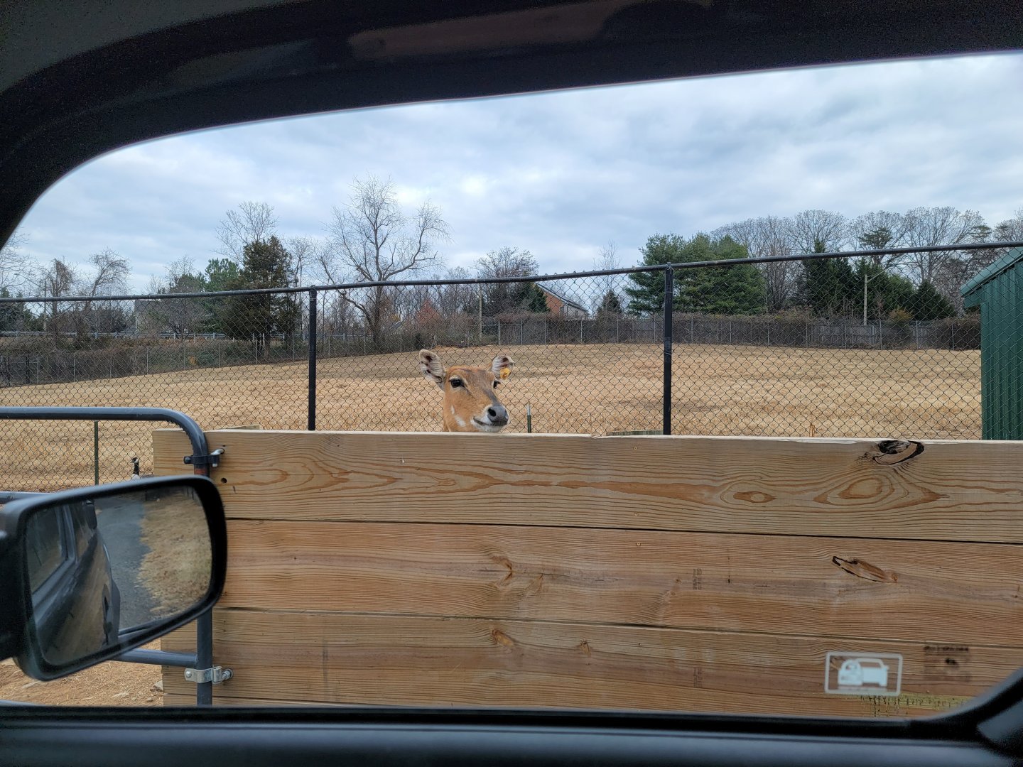 Roer's Zoofari - Oh hello there, Nilgai greeter