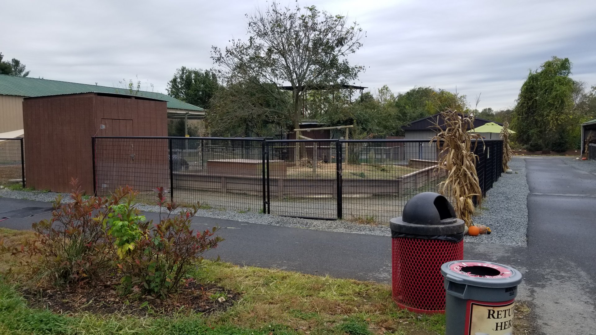 Roer's Zoofari - Patagonian Mara exhibit (formerly rabbits)