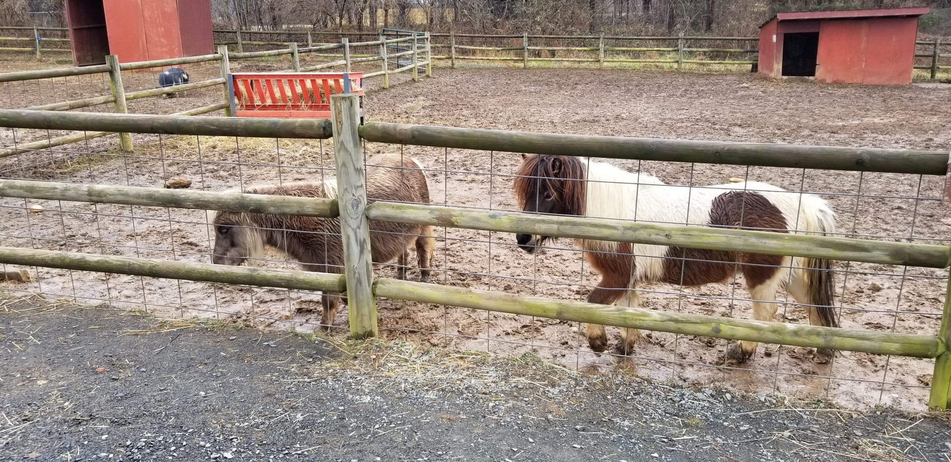 Roer's Zoofari - ponies