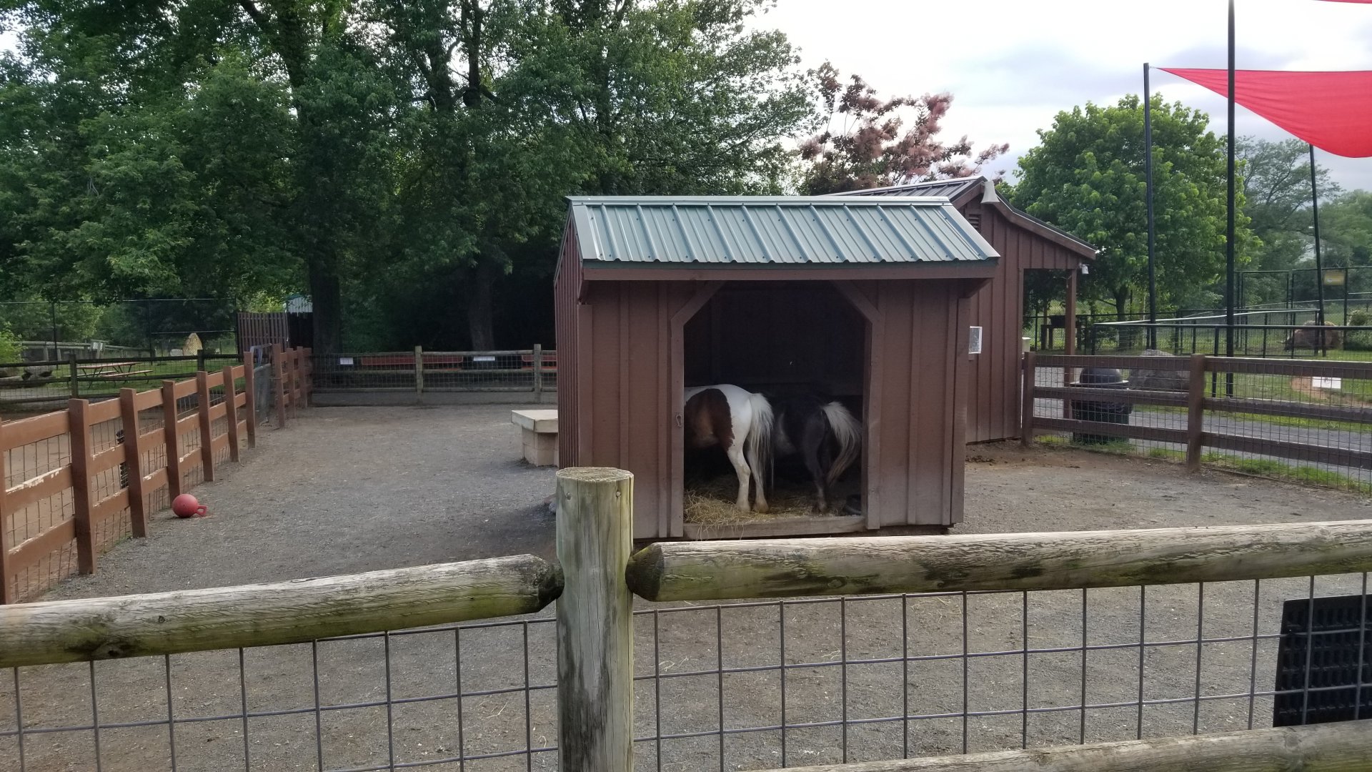 Roer's Zoofari - Ponies