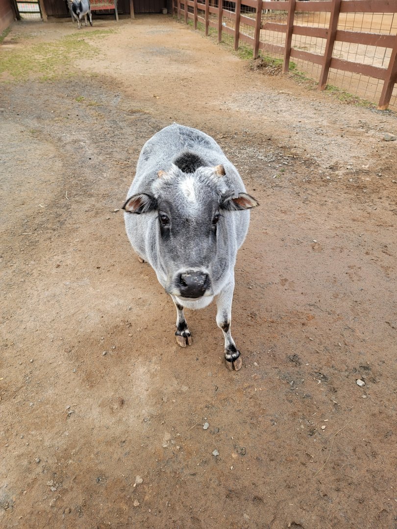 Roer's Zoofari - Pregnant mini zebu