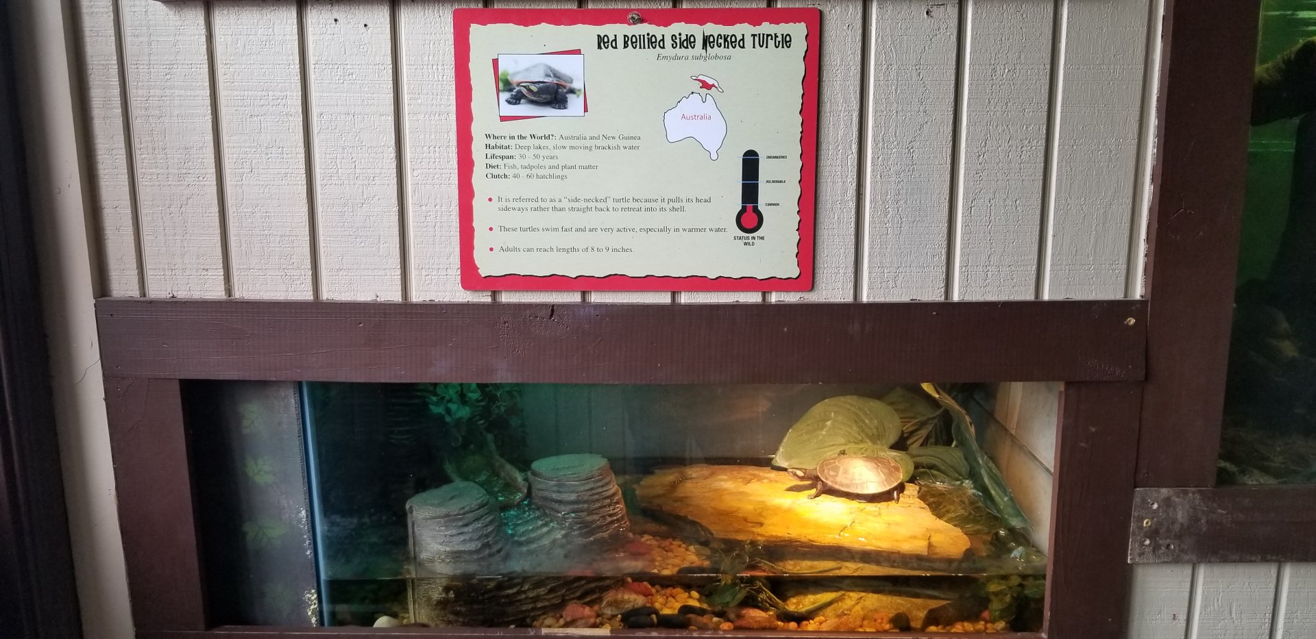 Roer's Zoofari - red bellied side necked turtle