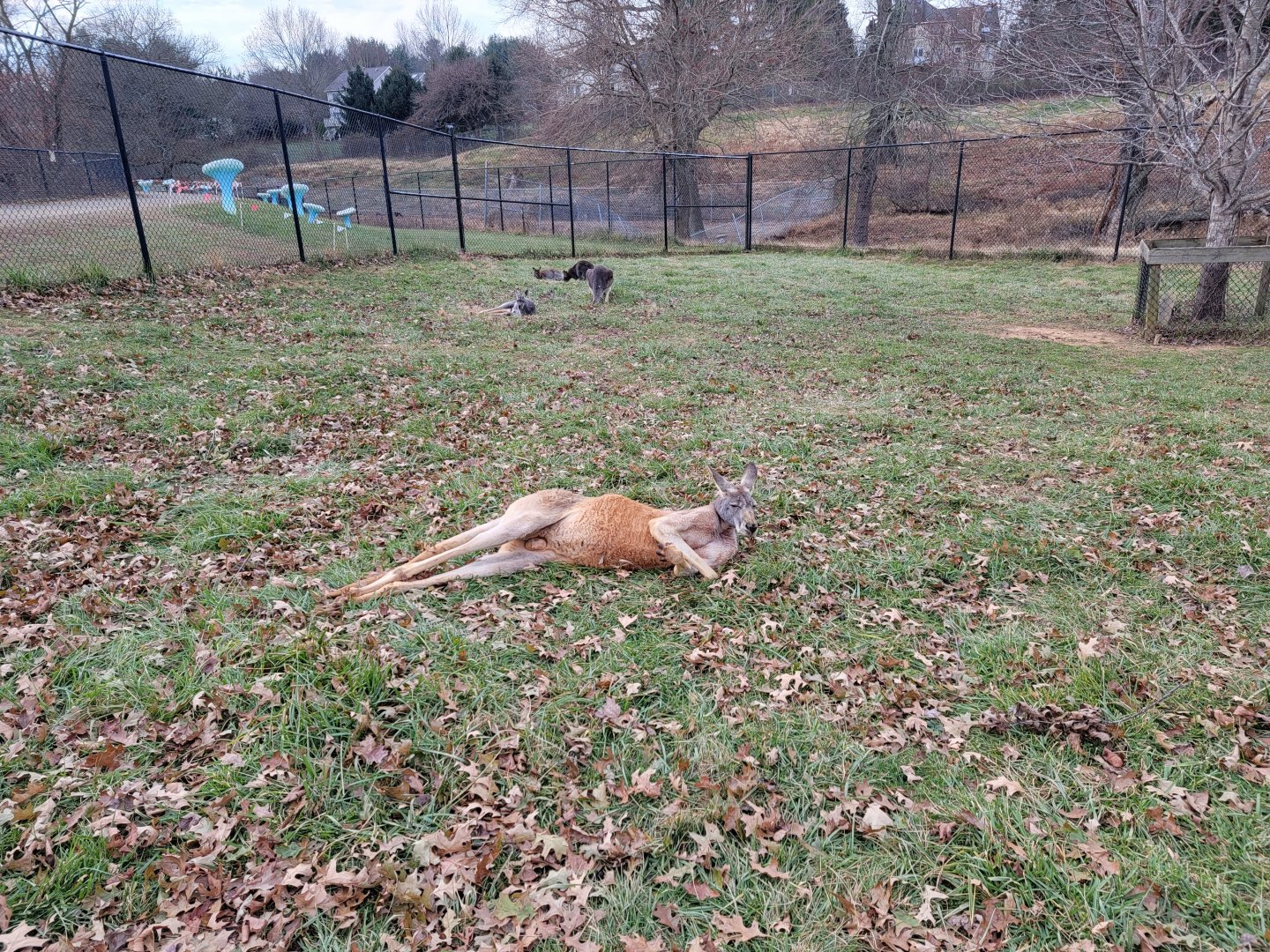 Roer's Zoofari - Red kangaroo, Bennett's wallabies
