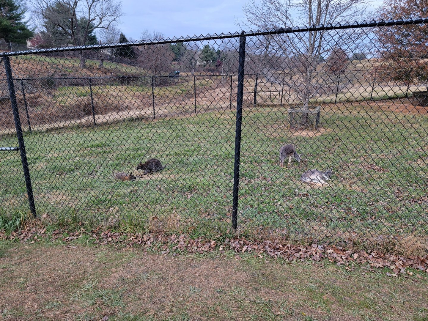 Roer's Zoofari - Red kangaroo, Bennett's wallabies