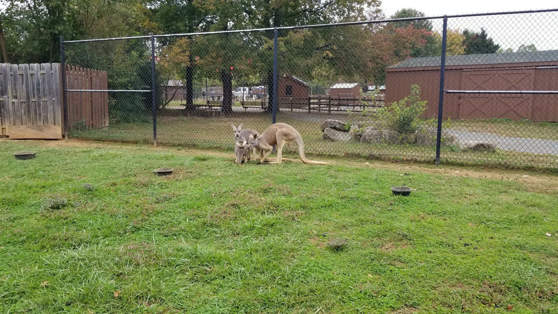 Roer's Zoofari - Red Kangaroo male, female, and joey