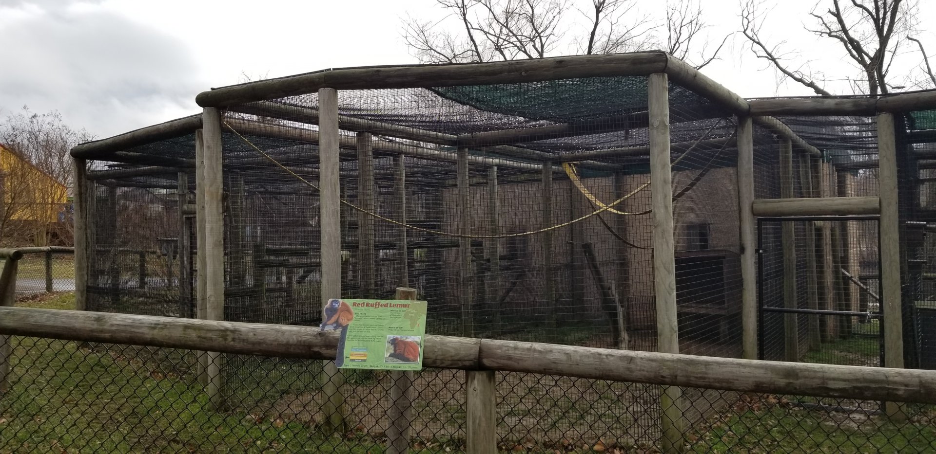 Roer's Zoofari - red ruffed lemur