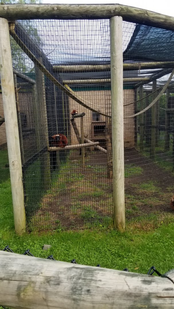 Roer's Zoofari - Red ruffed lemurs