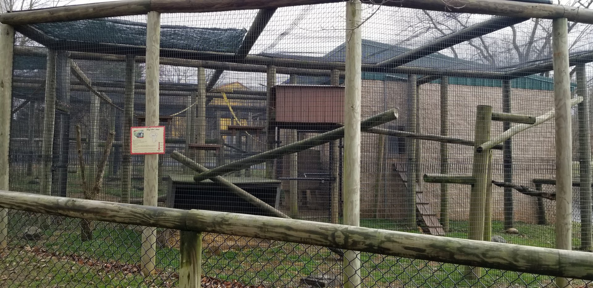 Roer's Zoofari - ring-tailed lemur