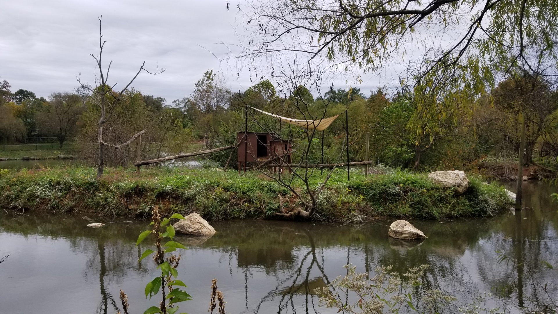 Roer's Zoofari - Ringtailed Lemur island