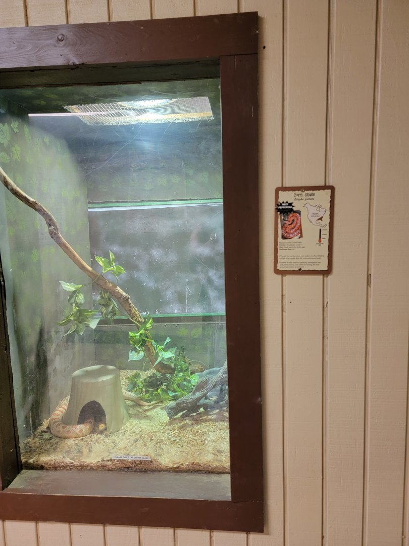 Roer's Zoofari - Roer's Zoofari - Corn snake