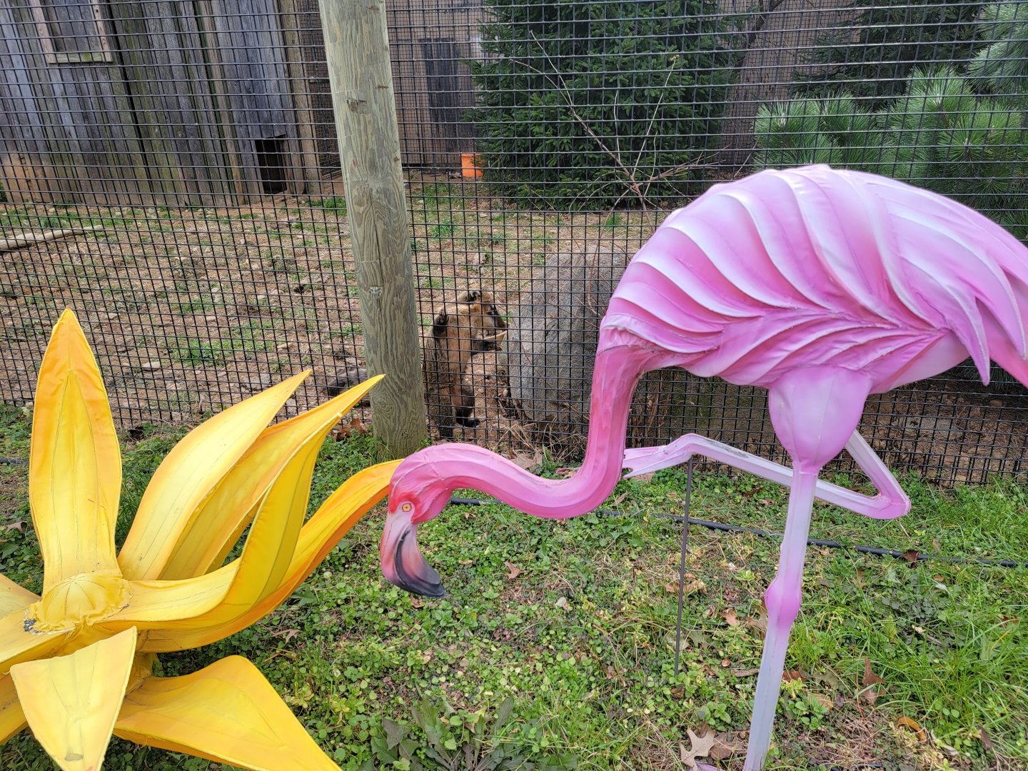 Roer's Zoofari - SA Coati, where bobcat used to be