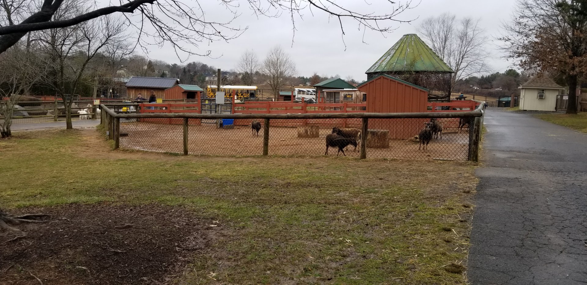 Roer's Zoofari - sheep - anyone remember the name of this breed?