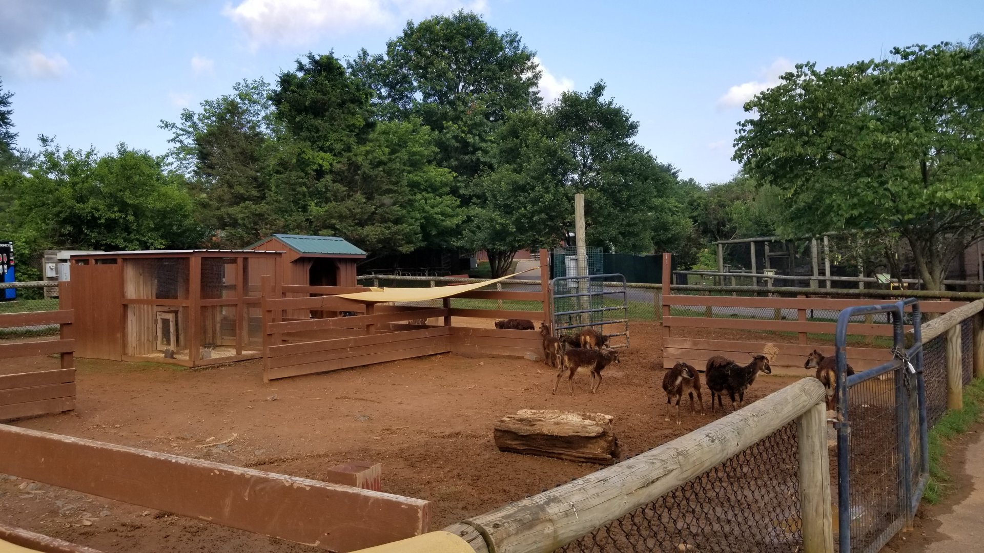 Roer's Zoofari - Sheep