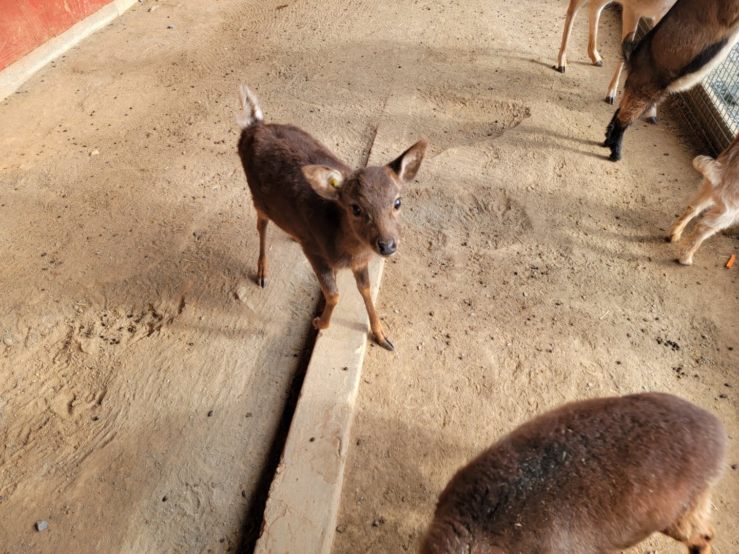 Roer's Zoofari - Sika deer fawn