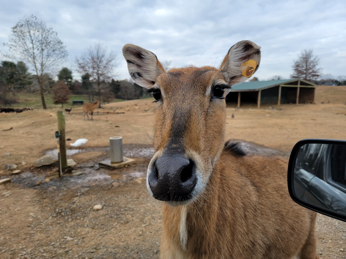 Roer's Zoofari - Sweet nilgai