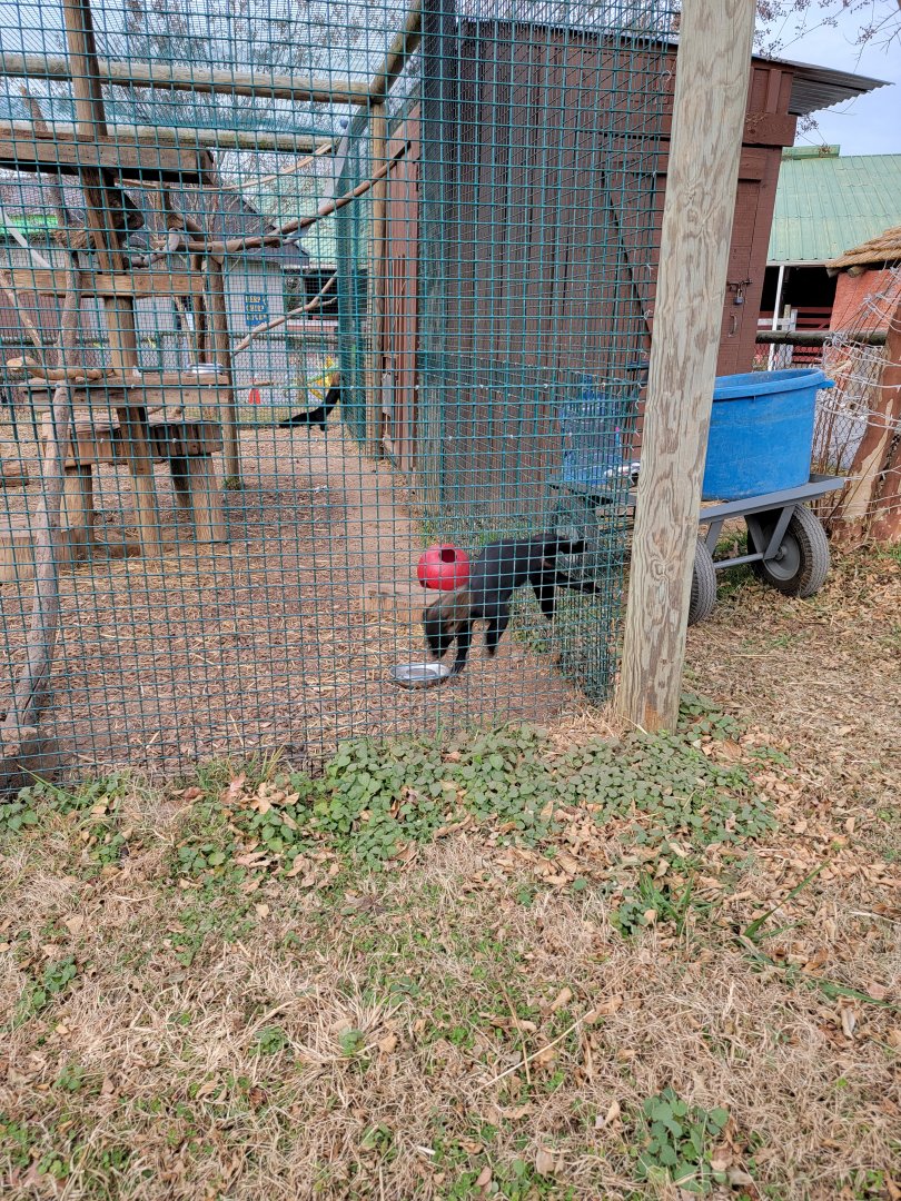 Roer's Zoofari - Tayra, feeding time zoomies