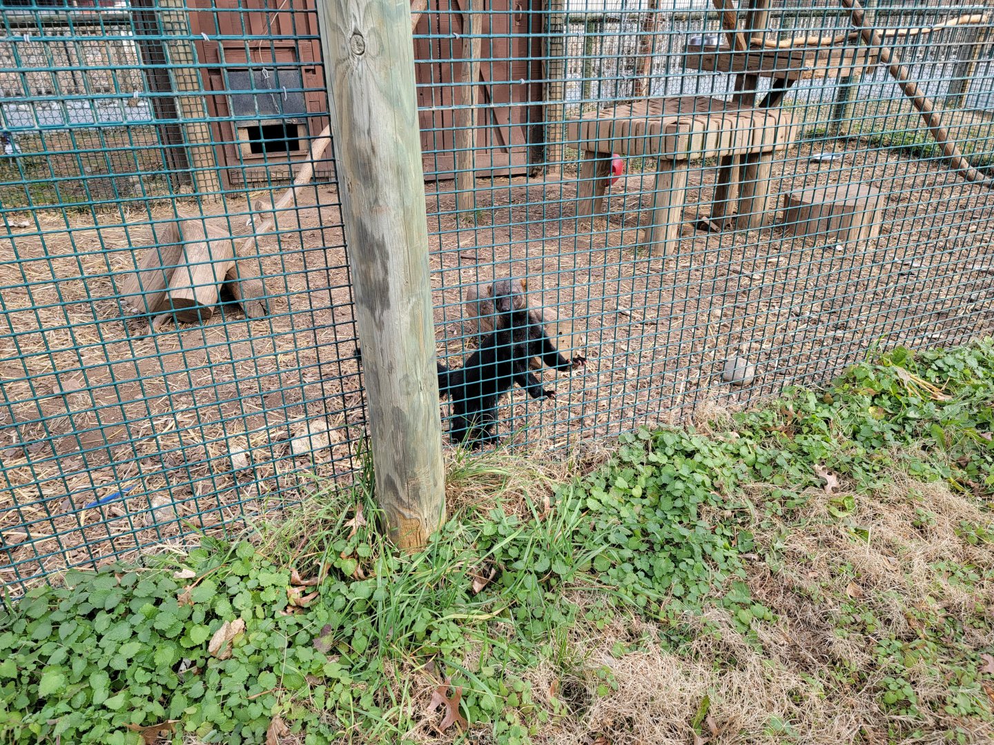 Roer's Zoofari - Tayra, he's had his tooth fixed :)