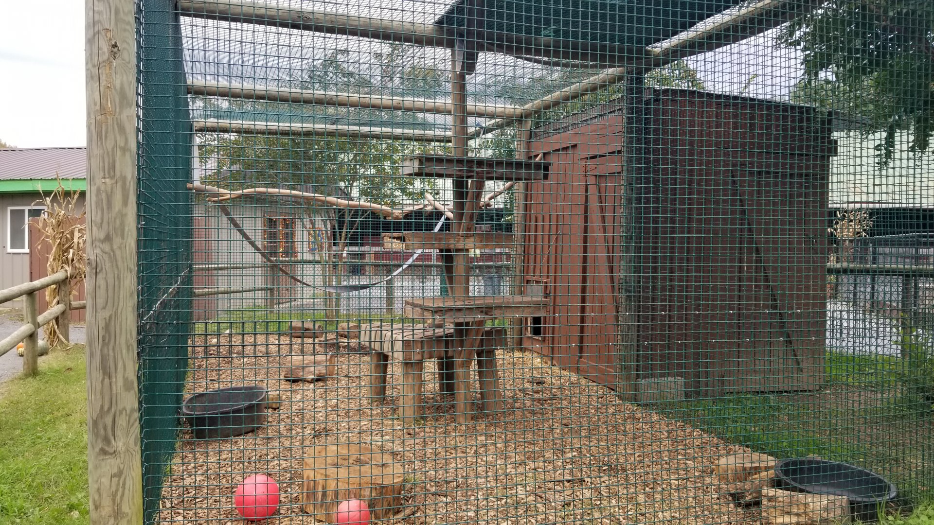 Roer's Zoofari - Tayra