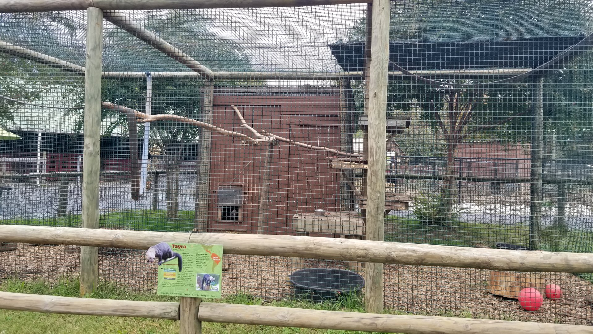 Roer's Zoofari -  Tayra