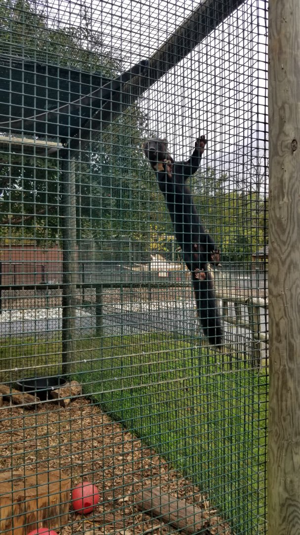 Roer's Zoofari - Tayra