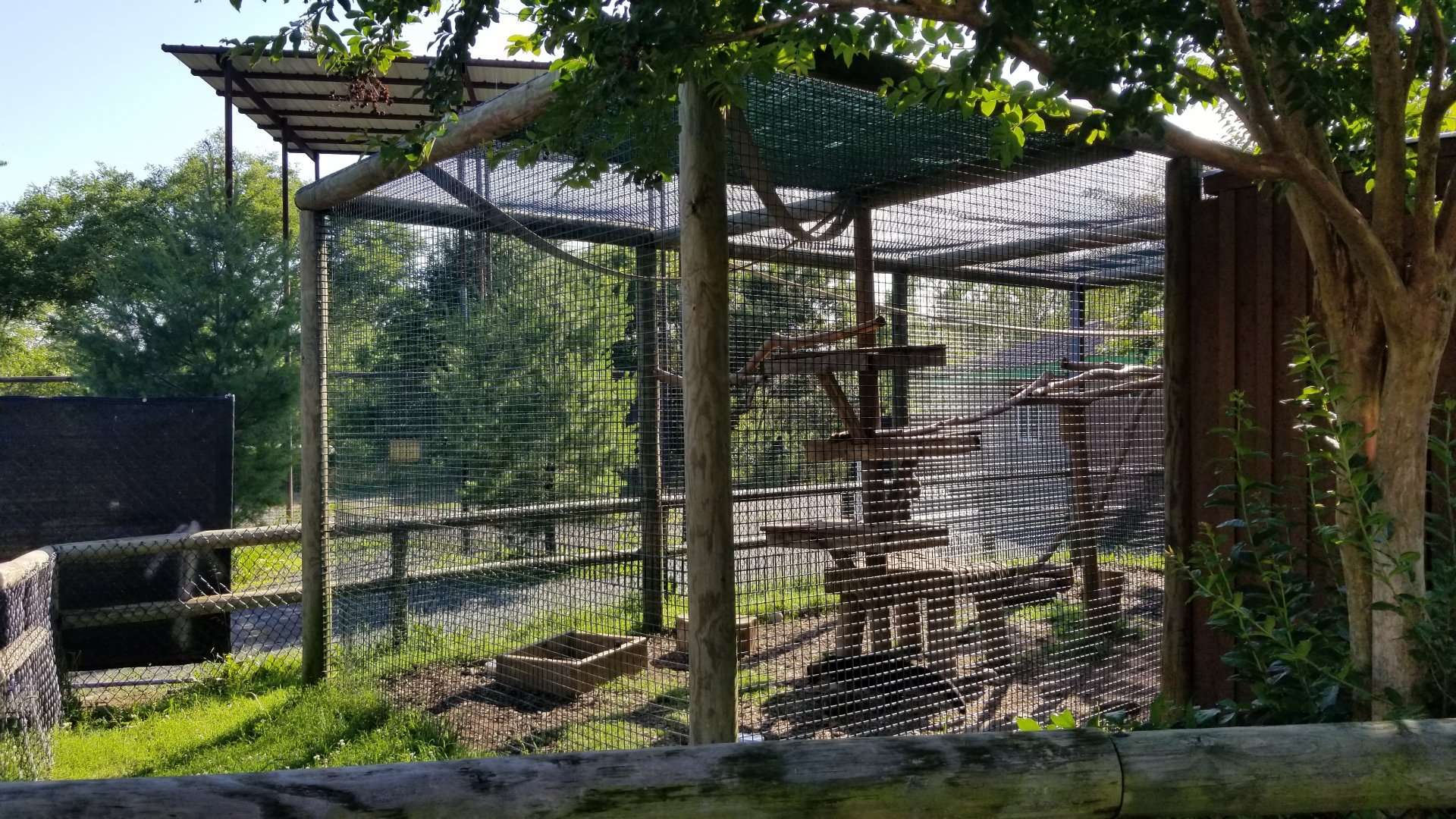 Roer's Zoofari - Tayra