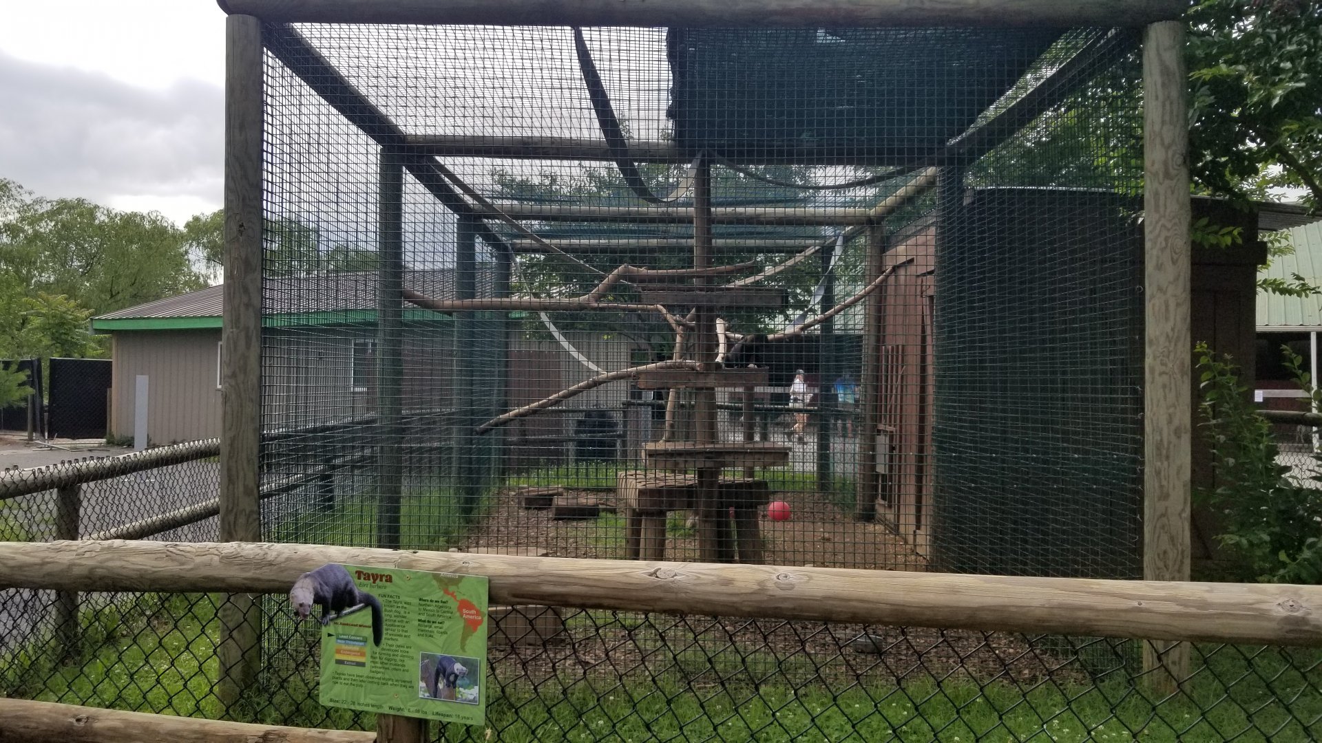 Roer's Zoofari - Tayra